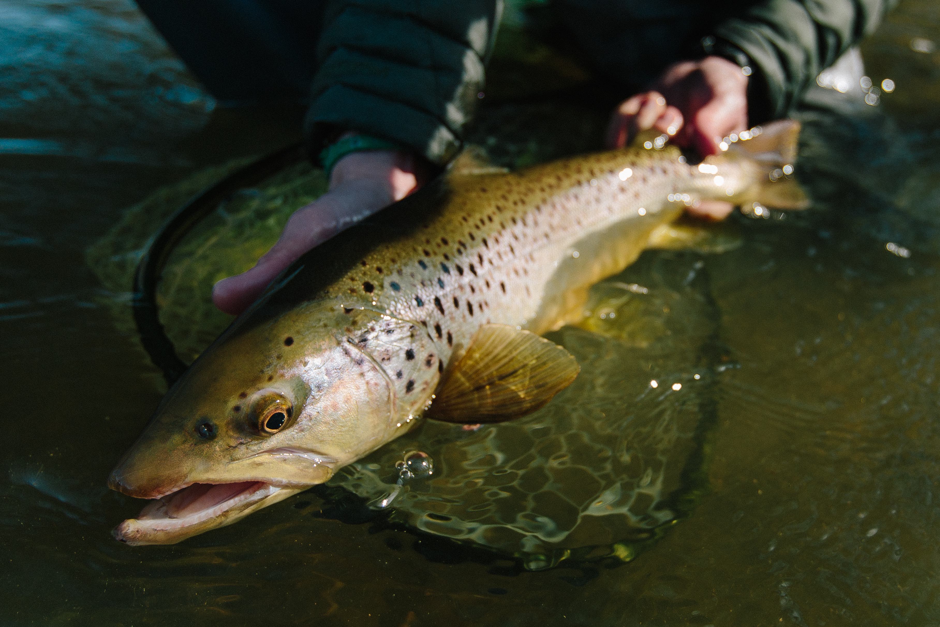 Winter Fly Fishing Bug Guide