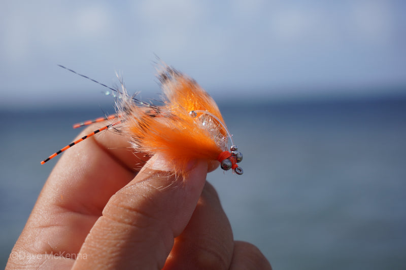 Avalon Shrimp