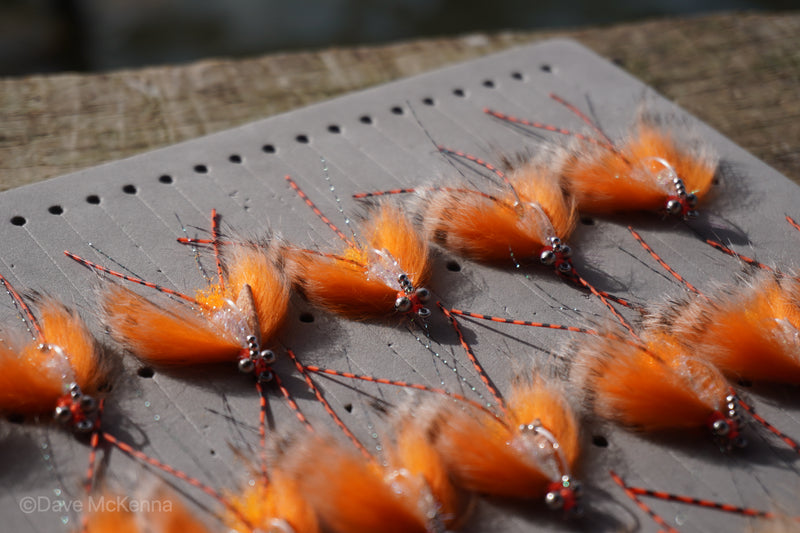 Avalon Shrimp