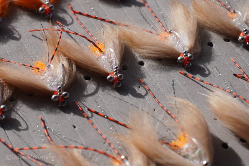 Avalon Shrimp