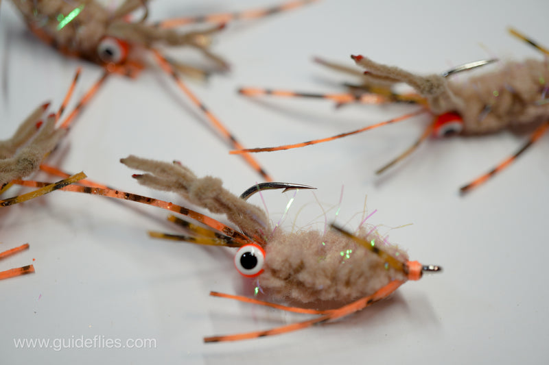 Body Guard Mantis Shrimp
