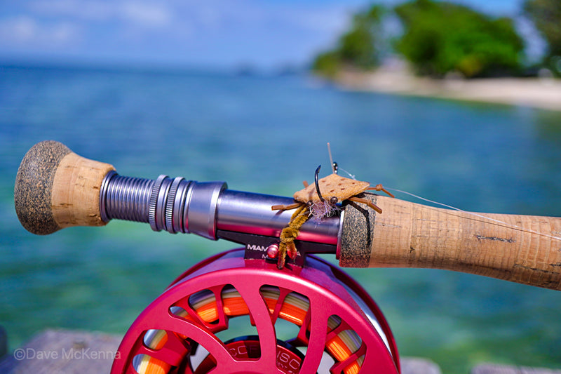 D-Back Crabs
