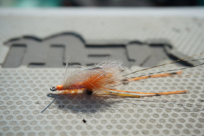 Spawning Shrimp
