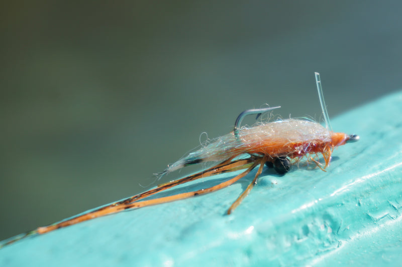 Spawning Shrimp