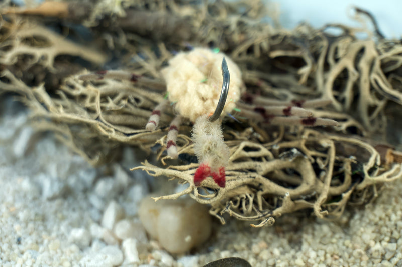 Body Guard Crabs