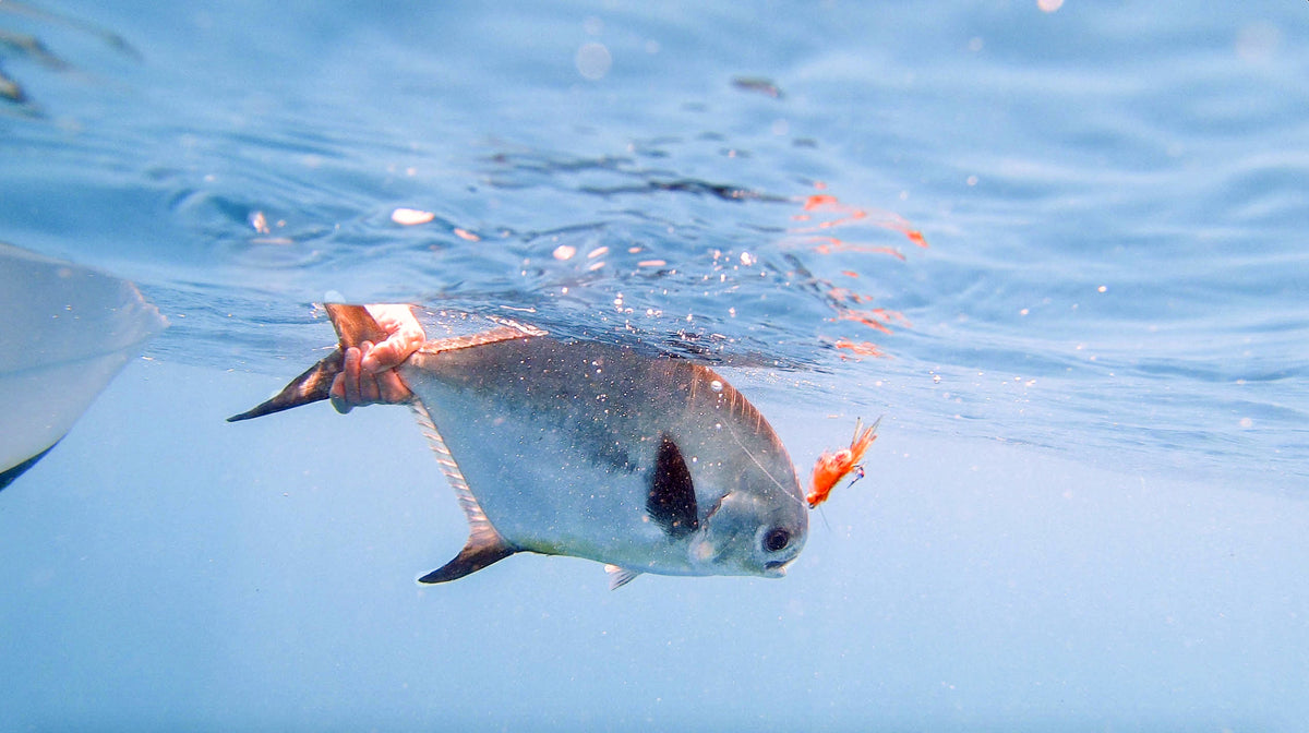 Mantis Shrimp Flies: Tips and Techniques for the Flats