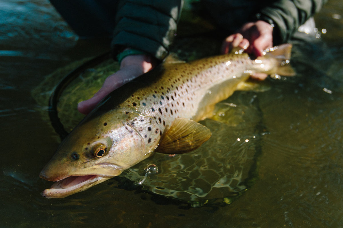 5 Best Flies for Winter Trout Fishing in Colorado: Midges, Scuds, Stoneflies, Mayflies, and Leeches