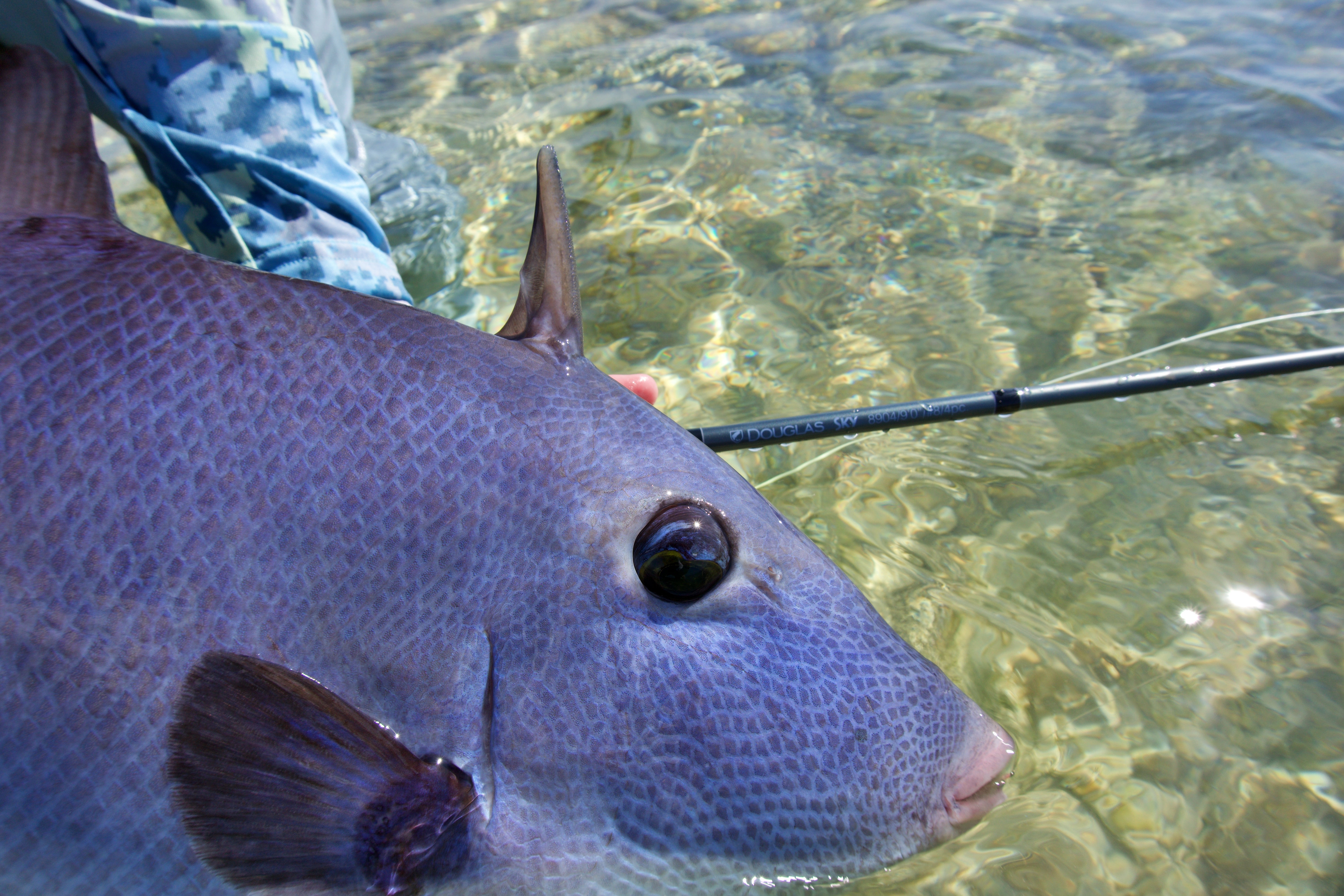 Triggerfish Flies – GuideFlies.com