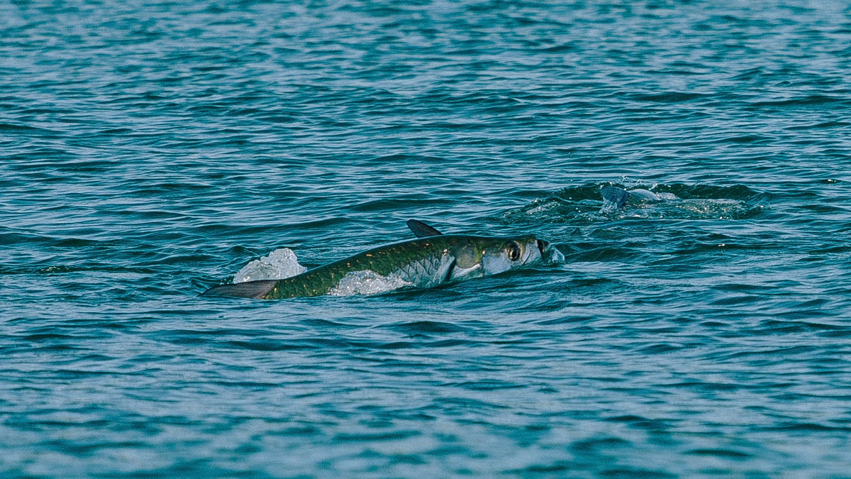 Baitfish Flies