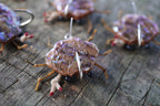 Quartz Crabs