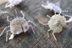 Quartz Crabs