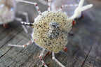 Quartz Crabs
