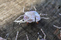 Quartz Crabs