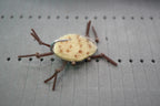Velcro Crabs