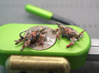 Micro Flexo Crabs (NEW)