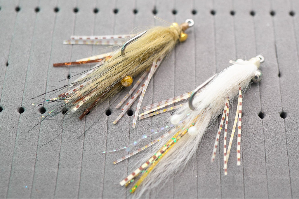 Veverka's Mantis Shrimp