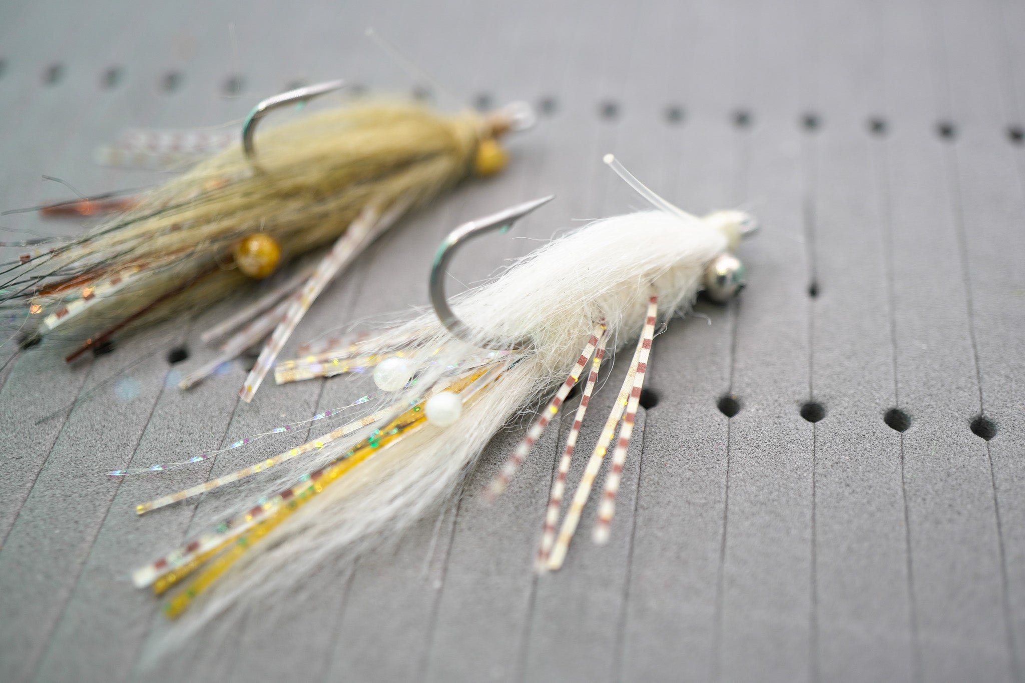 Veverka's Mantis Shrimp