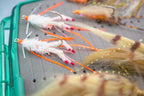 Florida Keys Fly Kits