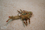 Body Guard Crabs