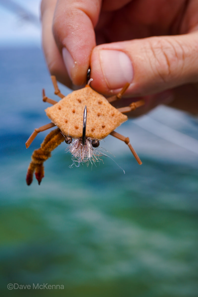 D-Back Crabs