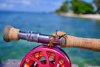 D-Back Crabs