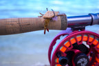 D-Back Crabs