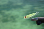 Guide Gummy Minnow